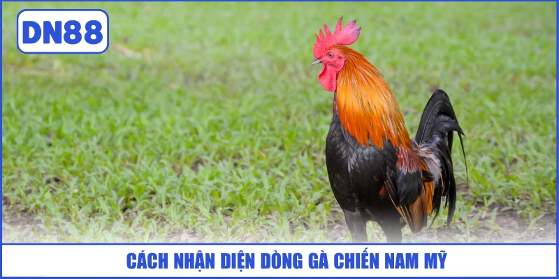 cach-nhan-dien-dong-ga-chien-nam-my