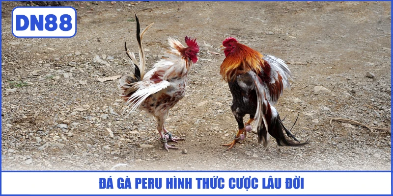 da-ga-peru-hinh-thuc-cuoc-lau-doi