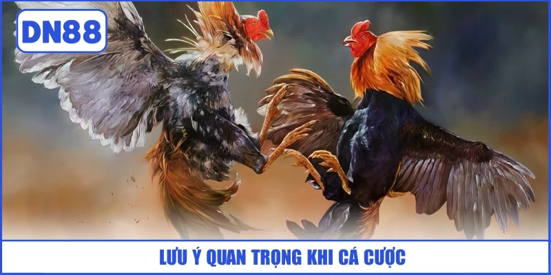 luu-y-quan-trong-khi-ca-cuoc