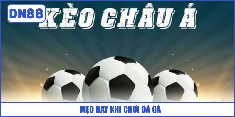 meo-hay-khi-choi-da-ga